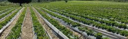 Etkin kullanılan tarım arazilerinin desteklenmesine ilişkin karar Resmi Gazete’de