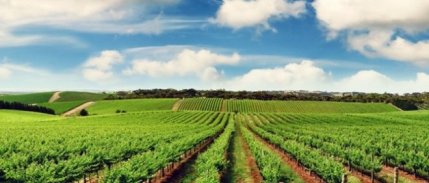 Tarım sektörü sürdürülebilirlik açısından stratejik konumda