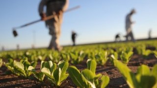 Tarımda üreticinin enflasyonu belli oldu