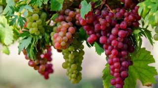Tariş Başkanı Şen'den üzüm üreticilerine analiz uyarısı