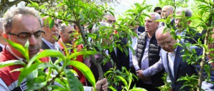 TARSİM poliçesi olmayan üreticilere de destek geliyor