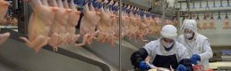 Tavuk eti ihracatına sınırlama getirildi