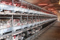 Tavuk eti üretimi kasımda yıllık bazda yüzde 7,9 arttı