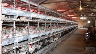 Tavuk eti üretimi kasımda yıllık bazda yüzde 7,9 arttı