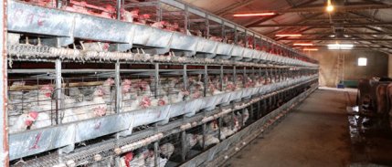 Tavuk eti üretimi kasımda yıllık bazda yüzde 7,9 arttı