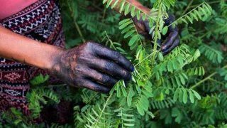 Tekstil sektöründe sentetik boyaya alternatif olarak görülen bitki Türkiye'de yetiştirildi