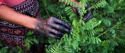 Tekstil sektöründe sentetik boyaya alternatif olarak görülen bitki Türkiye'de yetiştirildi
