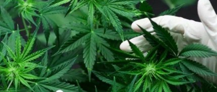 Tıbbi amaçlı kenevir üretimine onay verildi