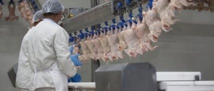 Bakanlık harekete geçti: Tavuk ihracatına yasak getiriliyor