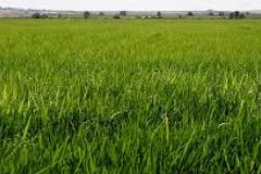 Çeltik alım fiyatları belli oldu