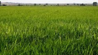 Çeltik alım fiyatları belli oldu