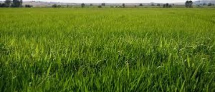 Çeltik alım fiyatları belli oldu