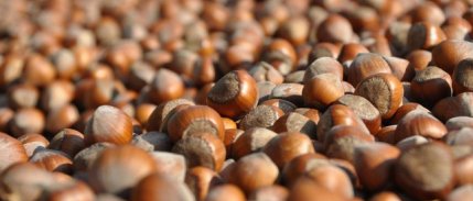 TMO'nun fındık alım fiyatları açıklandı