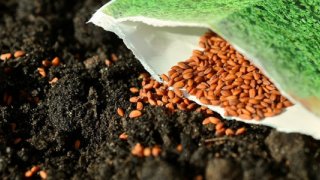 Tohumculuk sektöründe Türkiye'nin yeni hedefleri açıklandı