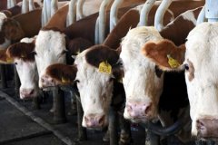 Toplanan inek sütü miktarı kasımda yüzde 4 azaldı