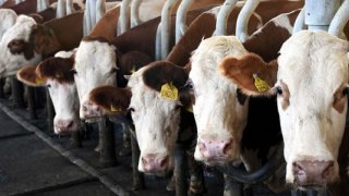 Toplanan inek sütü miktarı kasımda yüzde 4 azaldı