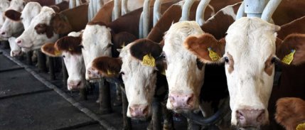 Toplanan inek sütü miktarı kasımda yüzde 4 azaldı