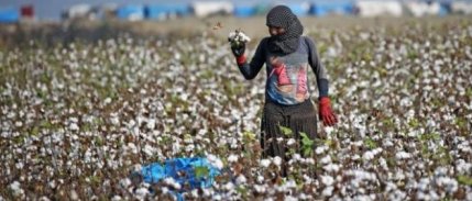 TÜİK, 2022'de tarım işçilerinin ücret artış miktarlarını açıkladı