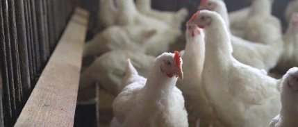 TÜİK: Tavuk eti üretimi aylık bazda %5,7, yıllık bazda %8,9 azaldı
