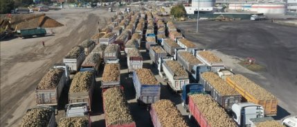 Türk domatesinin ihracatında şampiyon Romanya oldu