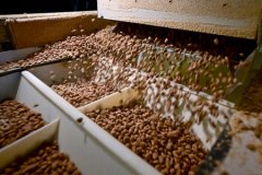 Türkiye 'helal kedi ve köpek maması' ihracatından 150 milyon dolar kazandı