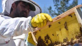 Türkiye'nin balı geçtiğimiz yıl 51 ülkenin sofrasında yer aldı