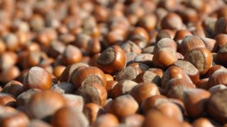 Türkiye'nin fındık ihracatı 2 milyar doları aştı