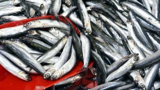 Türkiye'nin hamsi ihracatı 16 milyon doları aştı