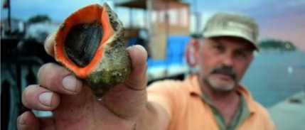 Türkiye ocak-mart döneminde deniz salyangozu ihracatından 5,6 milyon dolar kazandı