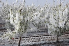 Türkiye yeni yıla zirai don riskiyle giriyor