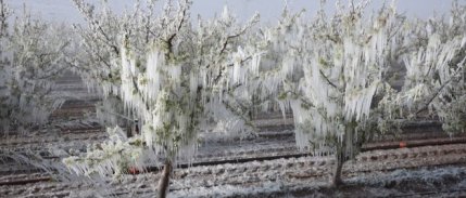 Türkiye yeni yıla zirai don riskiyle giriyor
