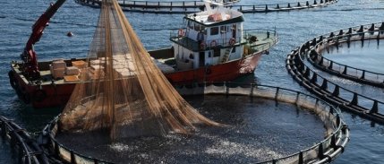 Tzob: Balıkçılığımızın Geleceğinin Kararmaması Için Sürdürülebilir Avcılık Yapılmalıdır