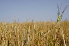 TZOB Başkanı Bayraktar'dan kredi borçları için faizsiz erteleme talebi