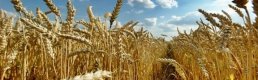 Tzob/bayraktar: Ocak Ayındaki Yağış Çiftçiyi Umutlandırdı