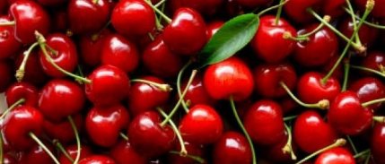 Üreticide Kirazın Fiyatı 150 Liradan 5 Liraya Kadar Düştü