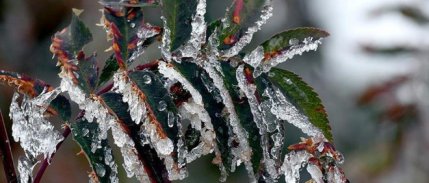 Üreticilere 221 milyon TL'lik zirai don destek ödemesi yapılacak