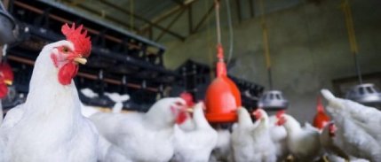 ABD'de yumurta krizi kapıda, kuş gribi yayılmaya devam ediyor
