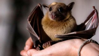 Uzmanlardan Nipah virüsüne yönelik uyarı