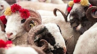 Vekaletle kurban kesim bedeli açıklandı