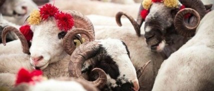 Vekaletle kurban kesim bedeli açıklandı