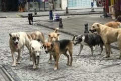 Veteriner hekimler uyardı: 