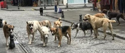 Veteriner hekimler uyardı: 