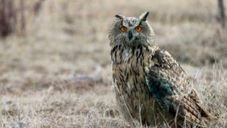 Yaban hayatına nefes operasyonu: 11 bin yaban hayvanı doğaya salındı