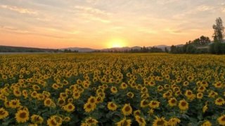 Yağlık ayçiçeği tohumu ve ham ayçiçeği yağı ithalatında tarife kontenjanı açıldı