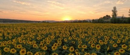Yağlık ayçiçeği tohumu ve ham ayçiçeği yağı ithalatında tarife kontenjanı açıldı