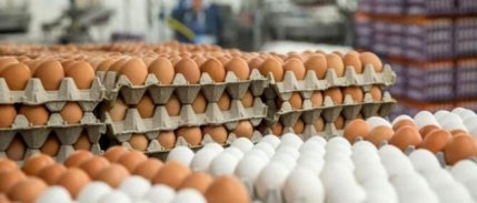 Yaptırımlar kümes hayvancılığını vurdu: Rusya'da yumurta krizi