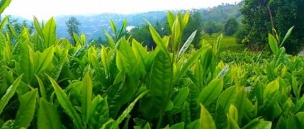 Yaş Çay Alım Kampanyası Kota Artışı Ile Başladı