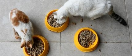 Yemek artıklarının yerini ticari hayvan mamaları aldı