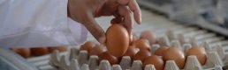 YUM-BİR yanıtladı: Yumurtada fiyat artışının sebebi ne?