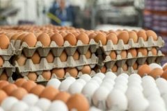 YUM-BİR: Türkiye yumurta ihracatında en güvenilir ülke konumunda